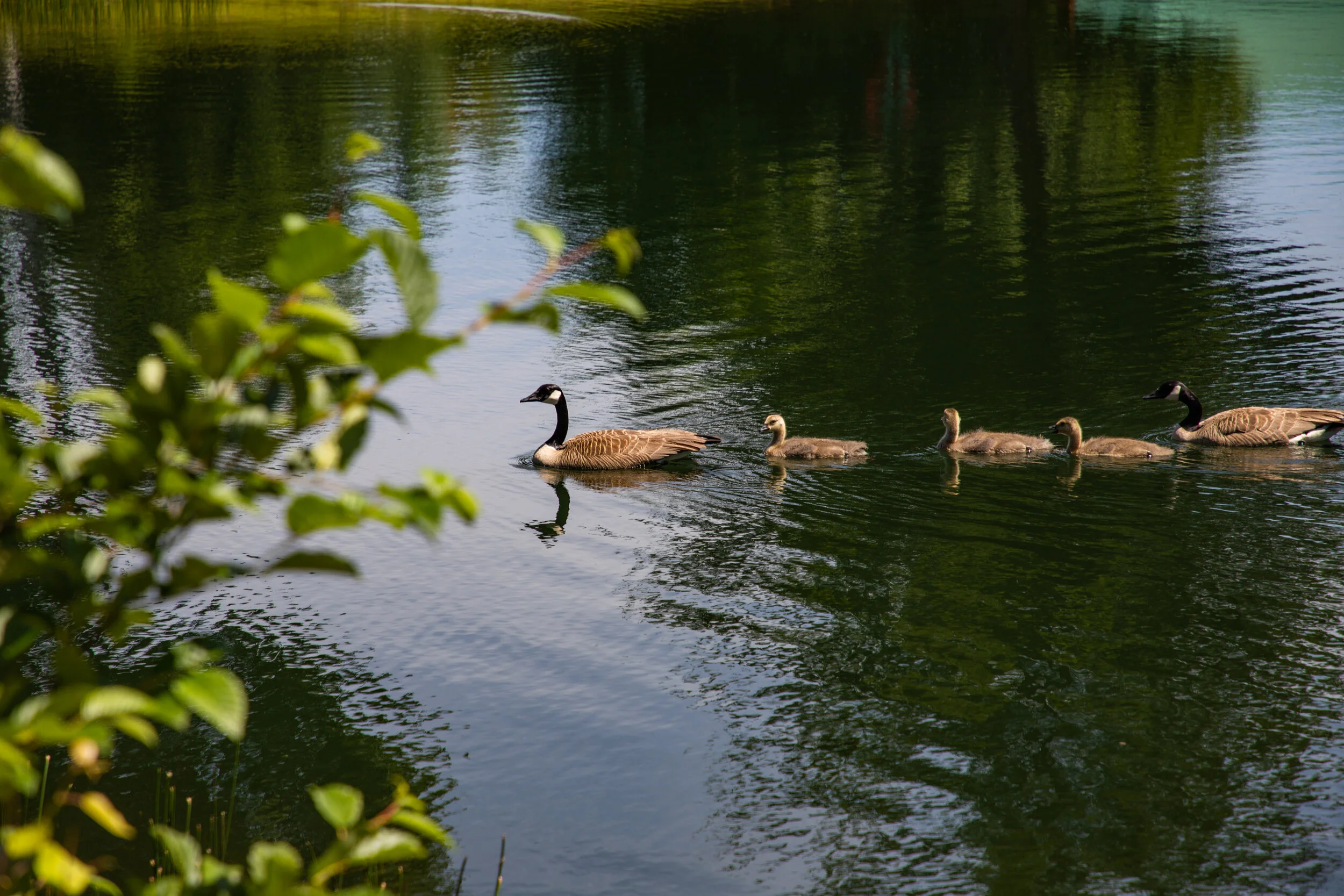 Canada Geese