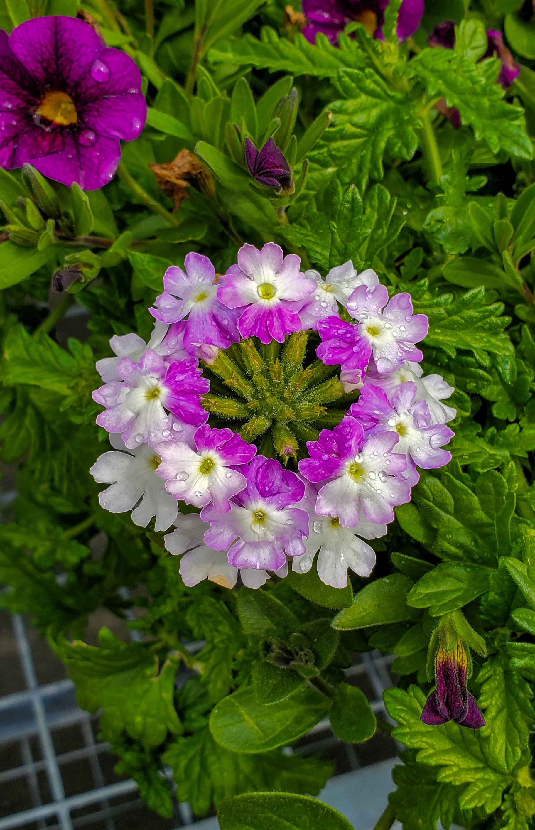 Garden Verbena