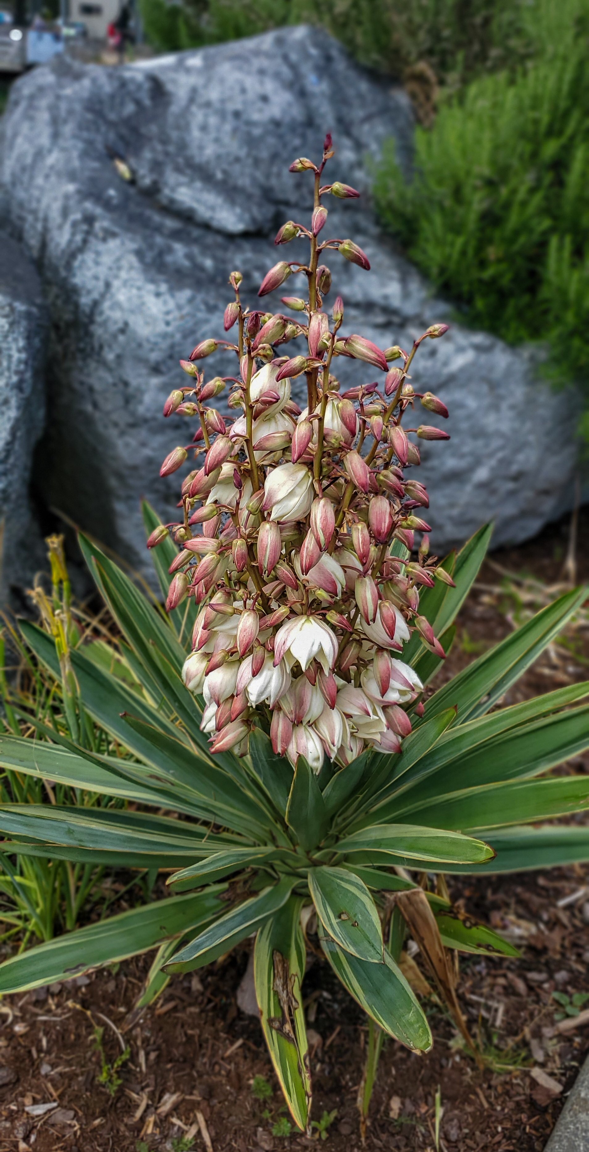 Yucca