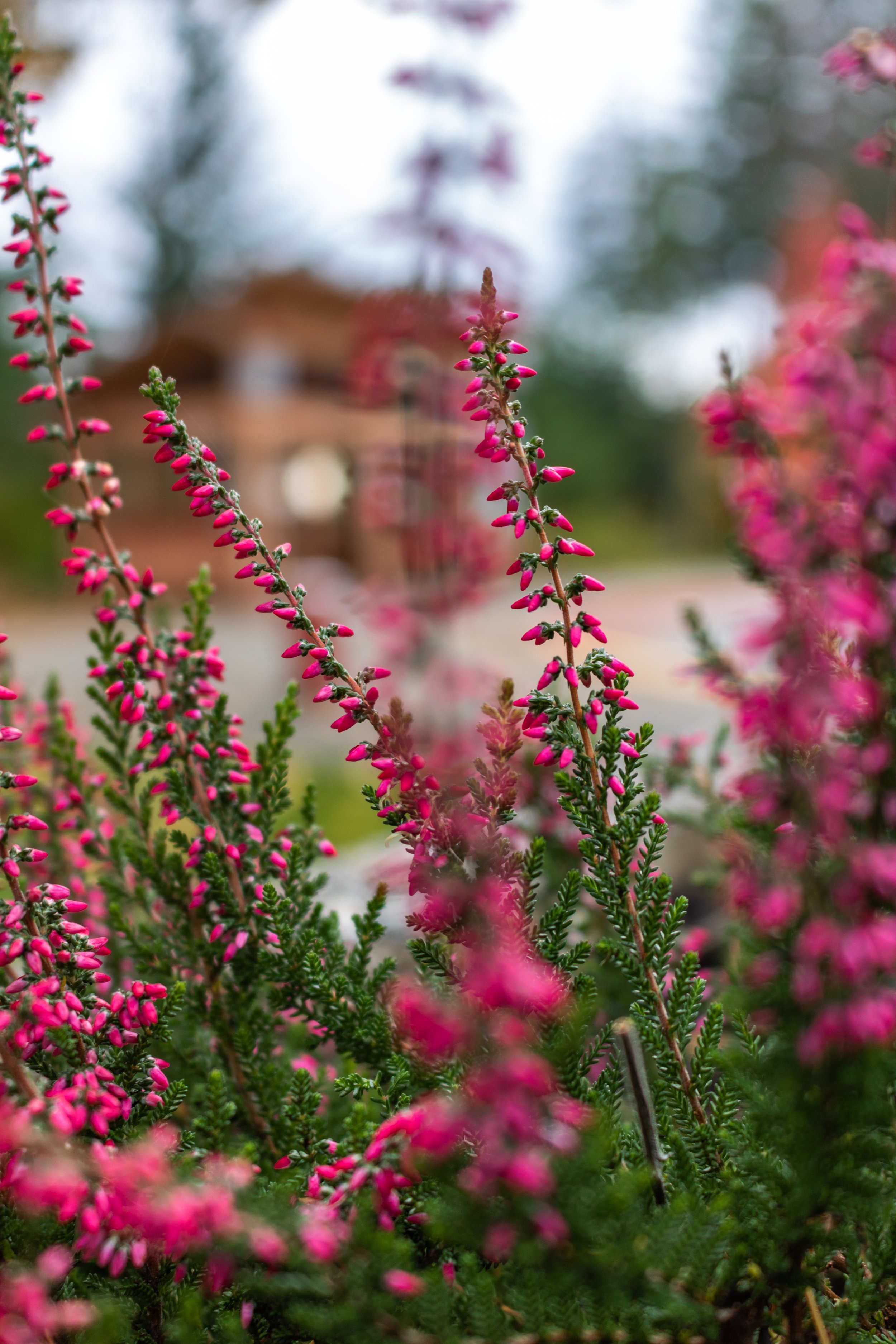 Heather