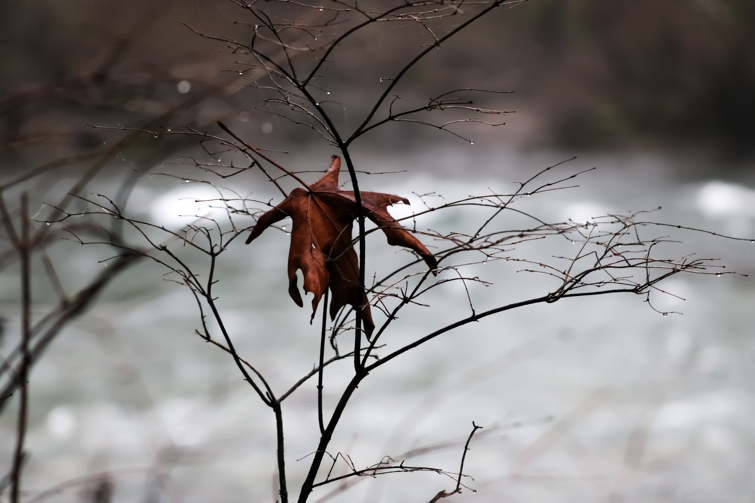 Maple Leaf
