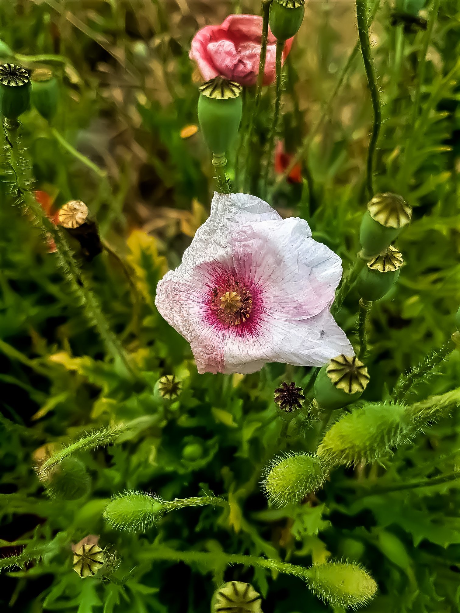 Poppy