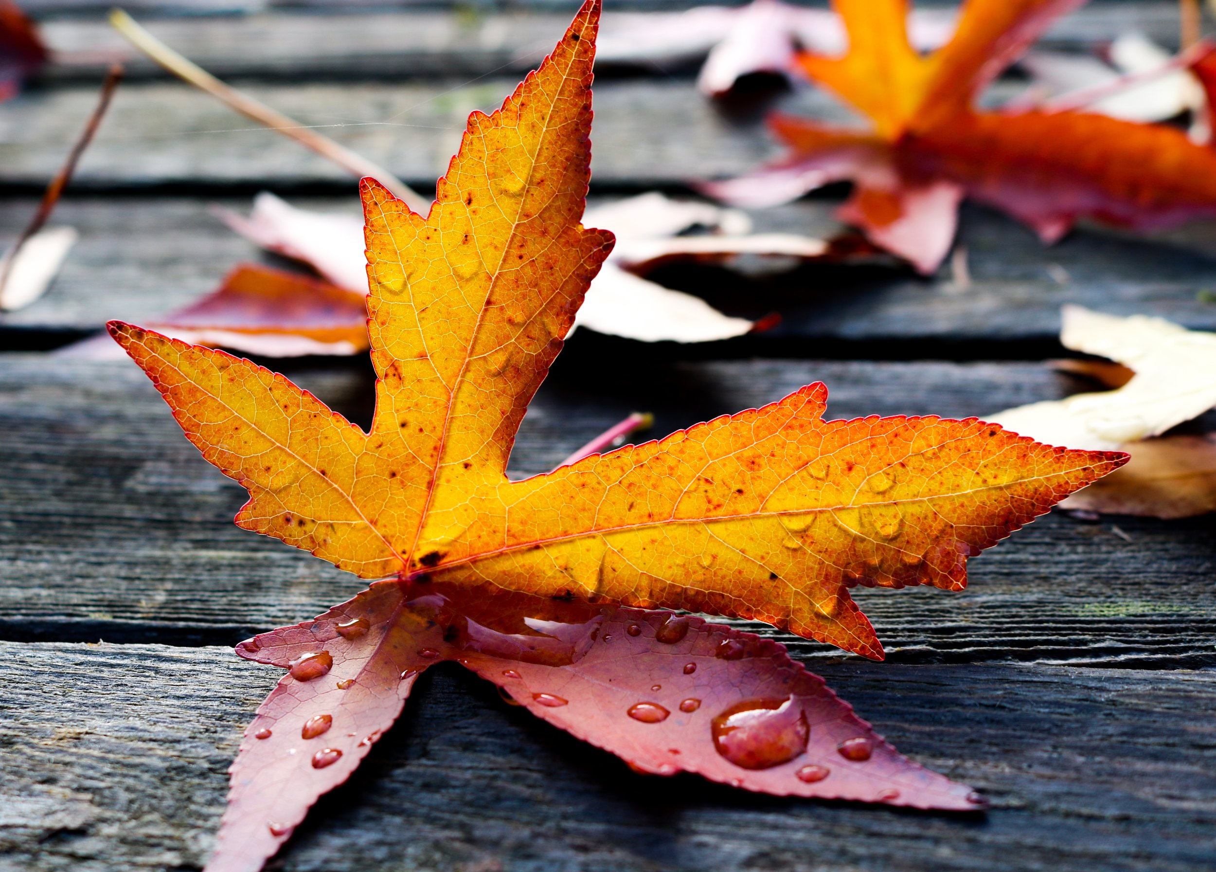 Maple Leaf