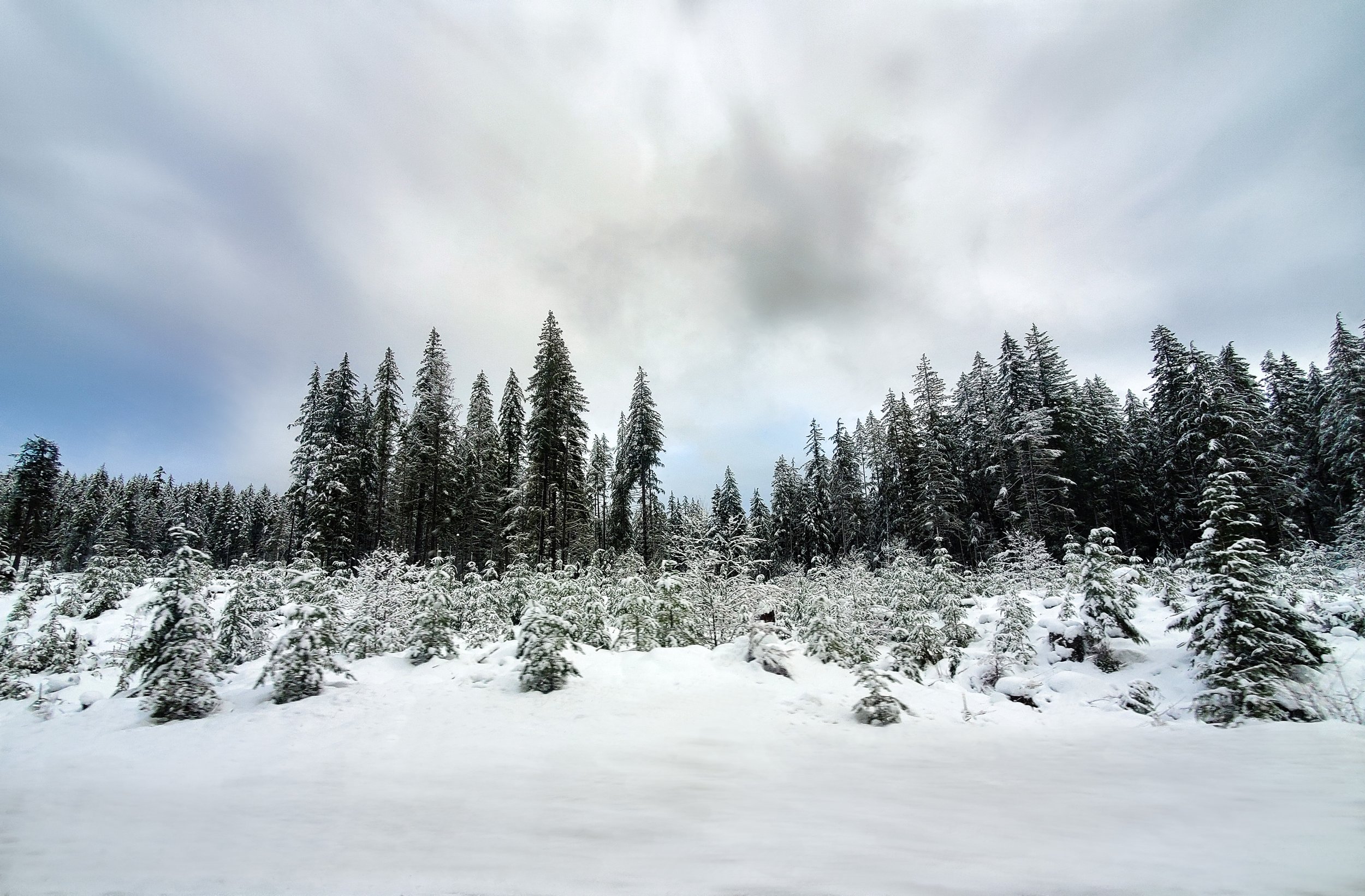 Snowy Roadside