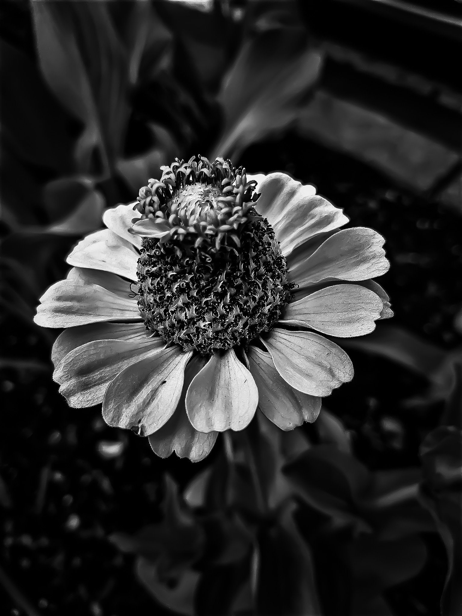 Common Zinnia