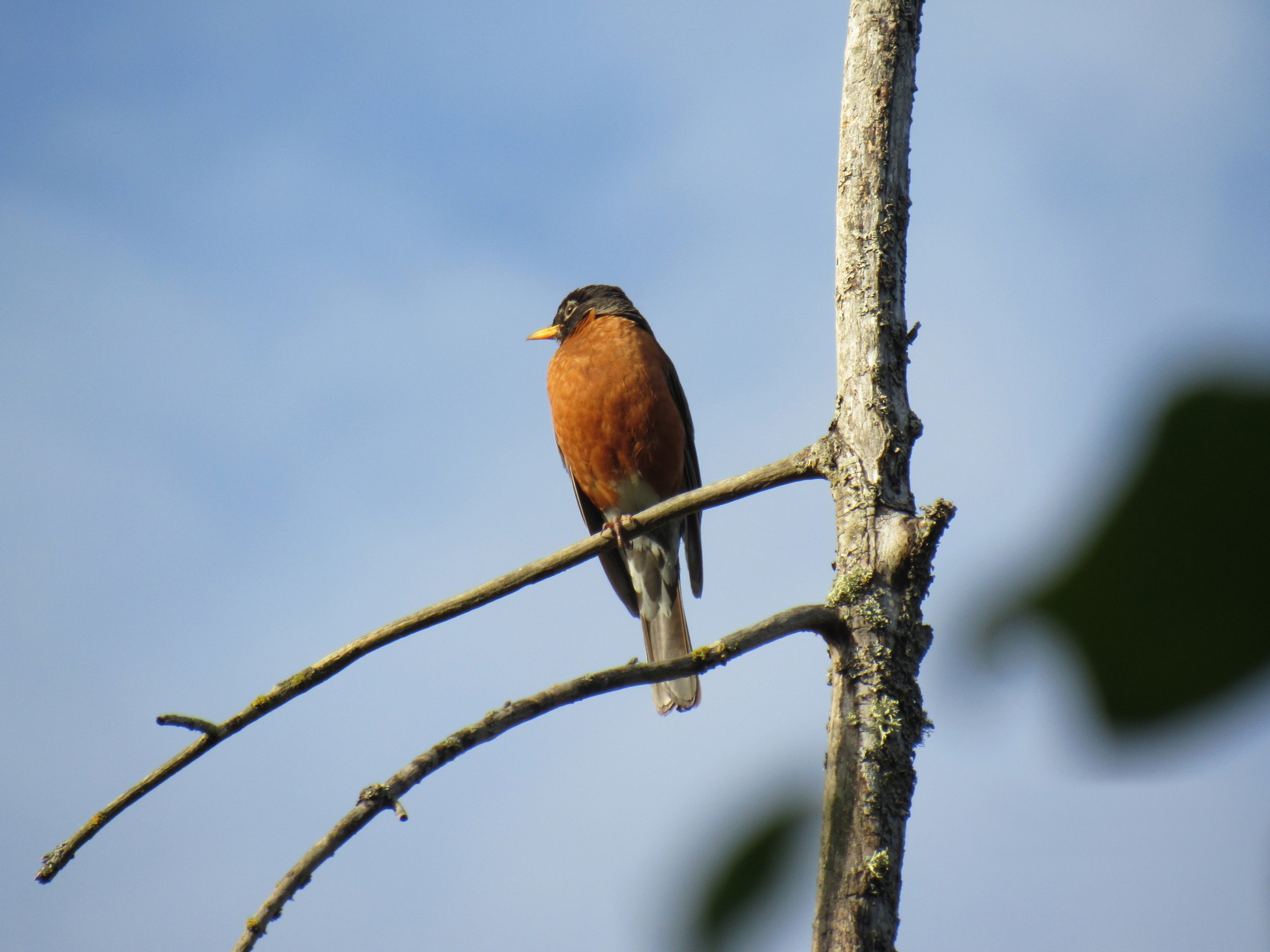 Robin