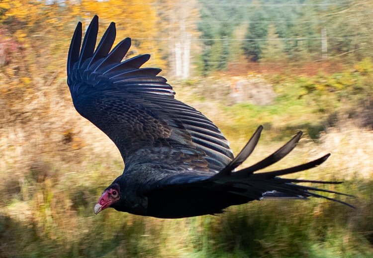 Turkey Vulture