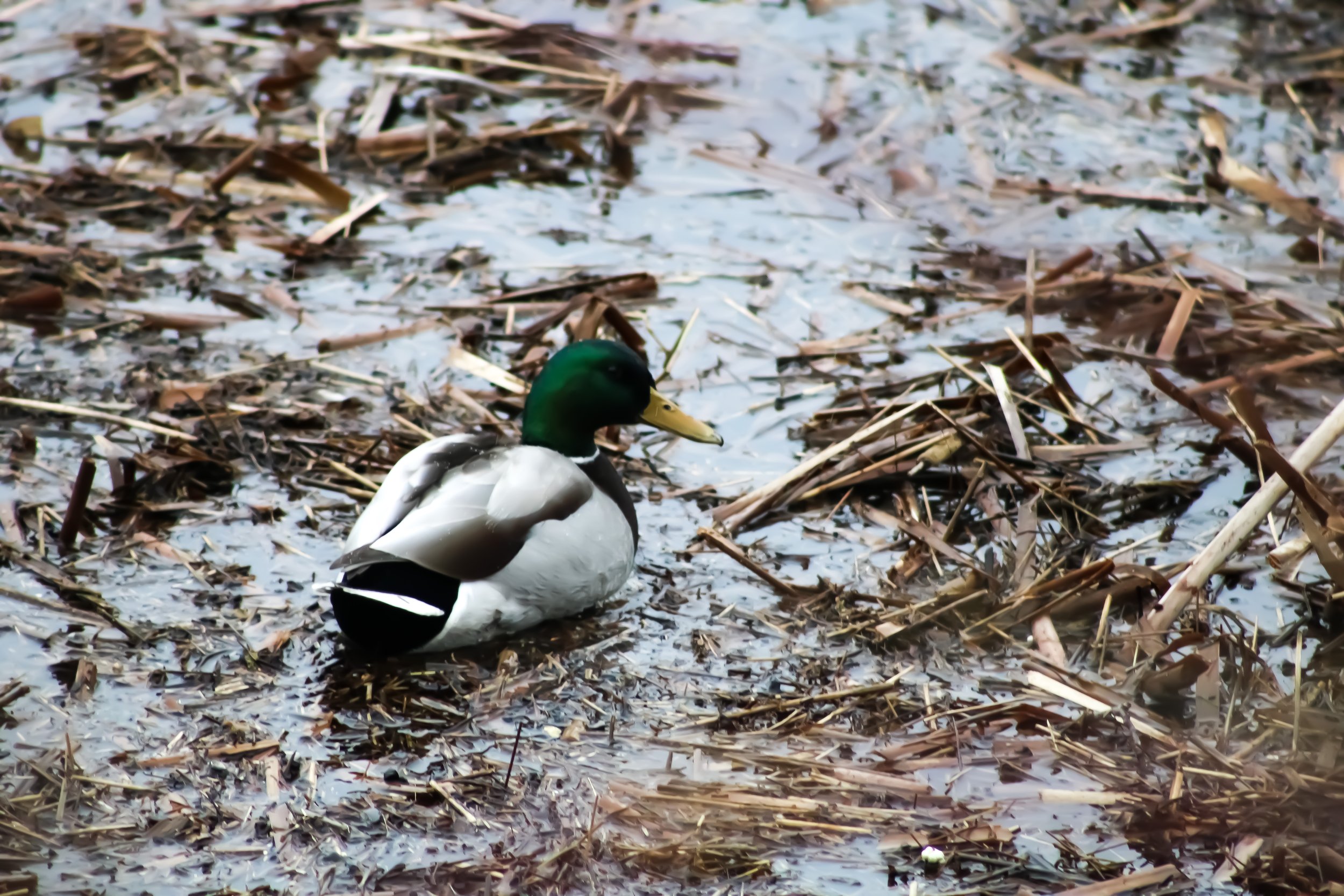 Mallard Duck - Male