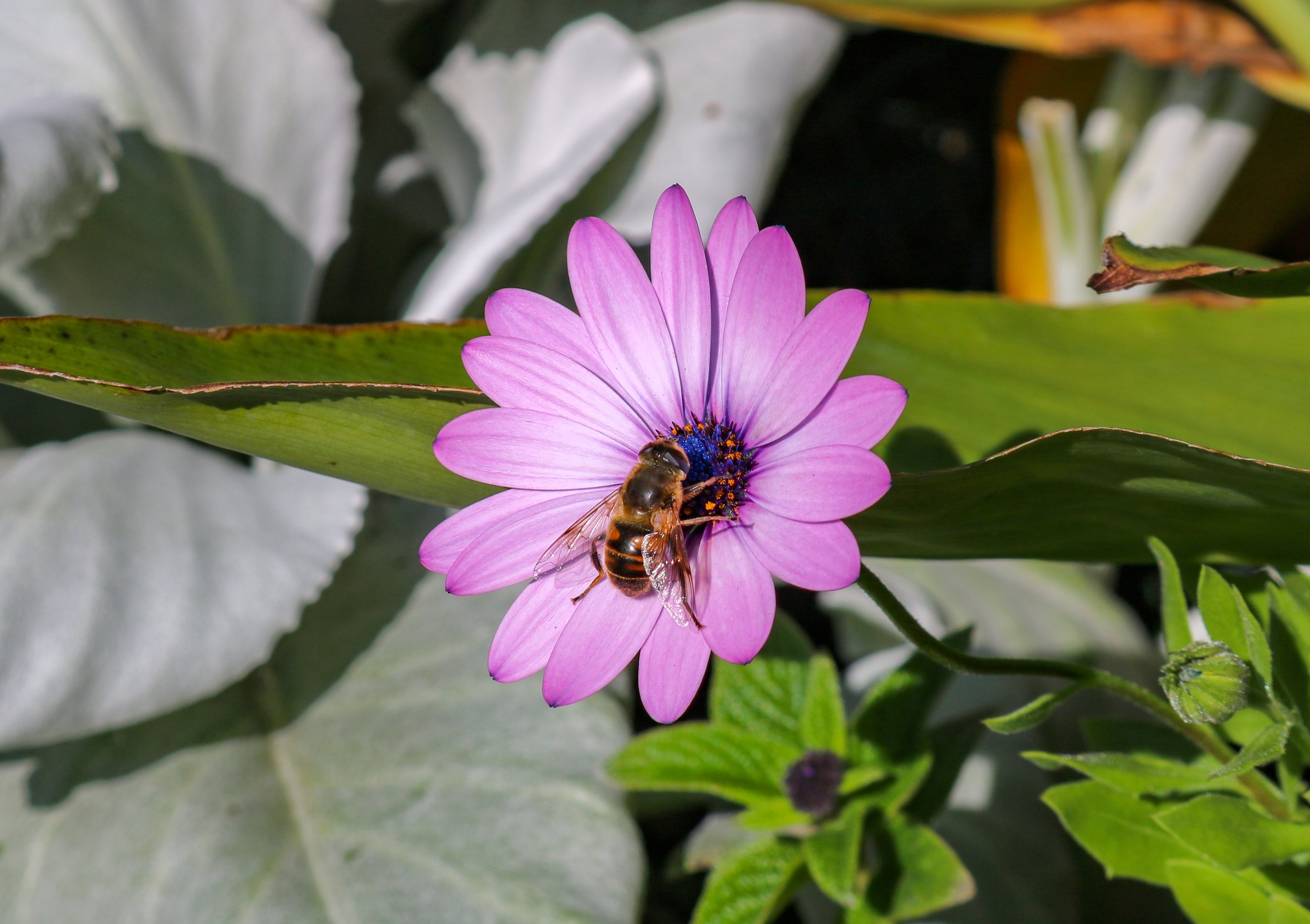 Western Honey Bee