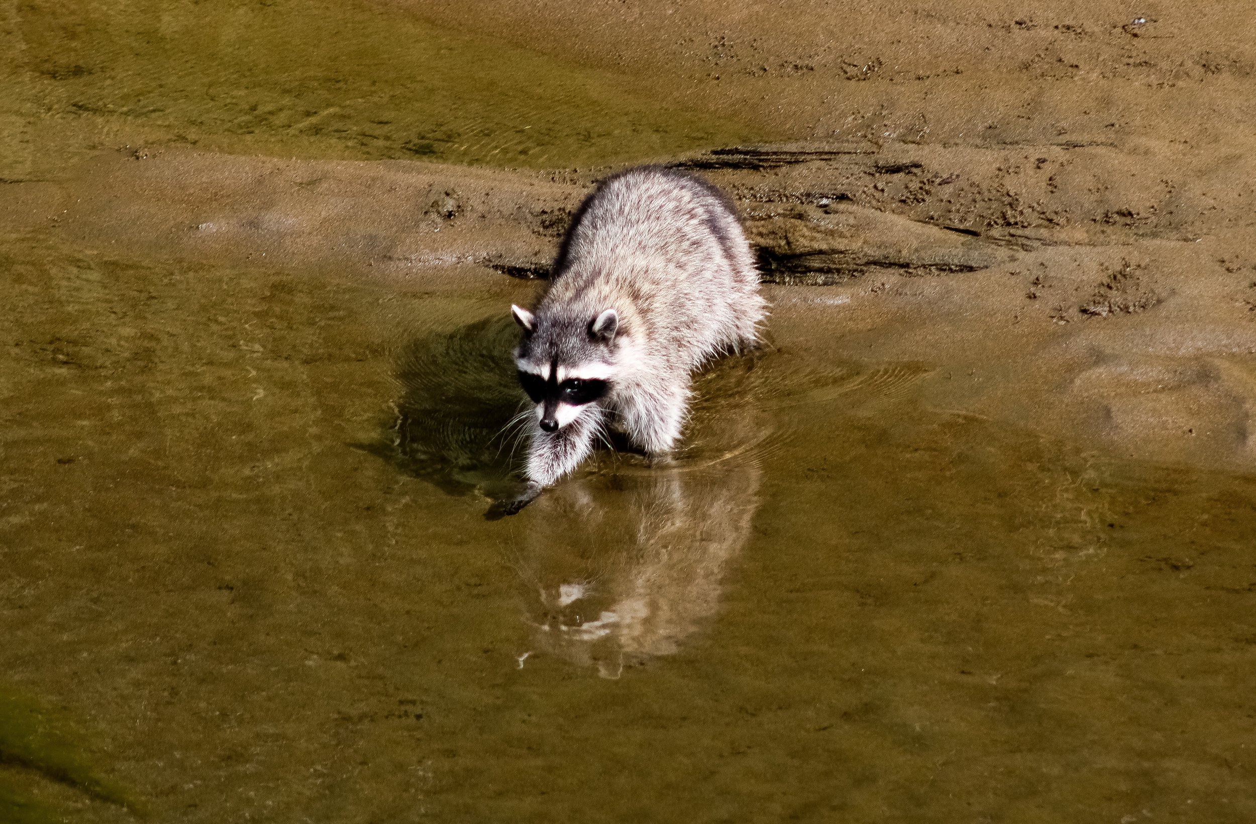 Raccoon
