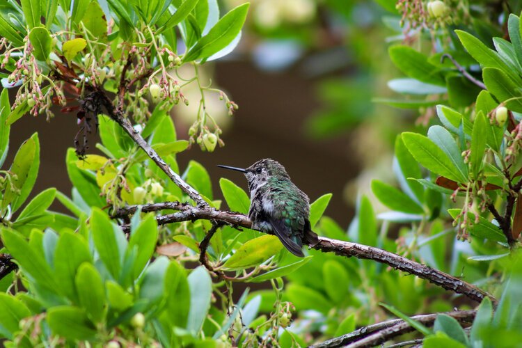 Anna's Hummingbird