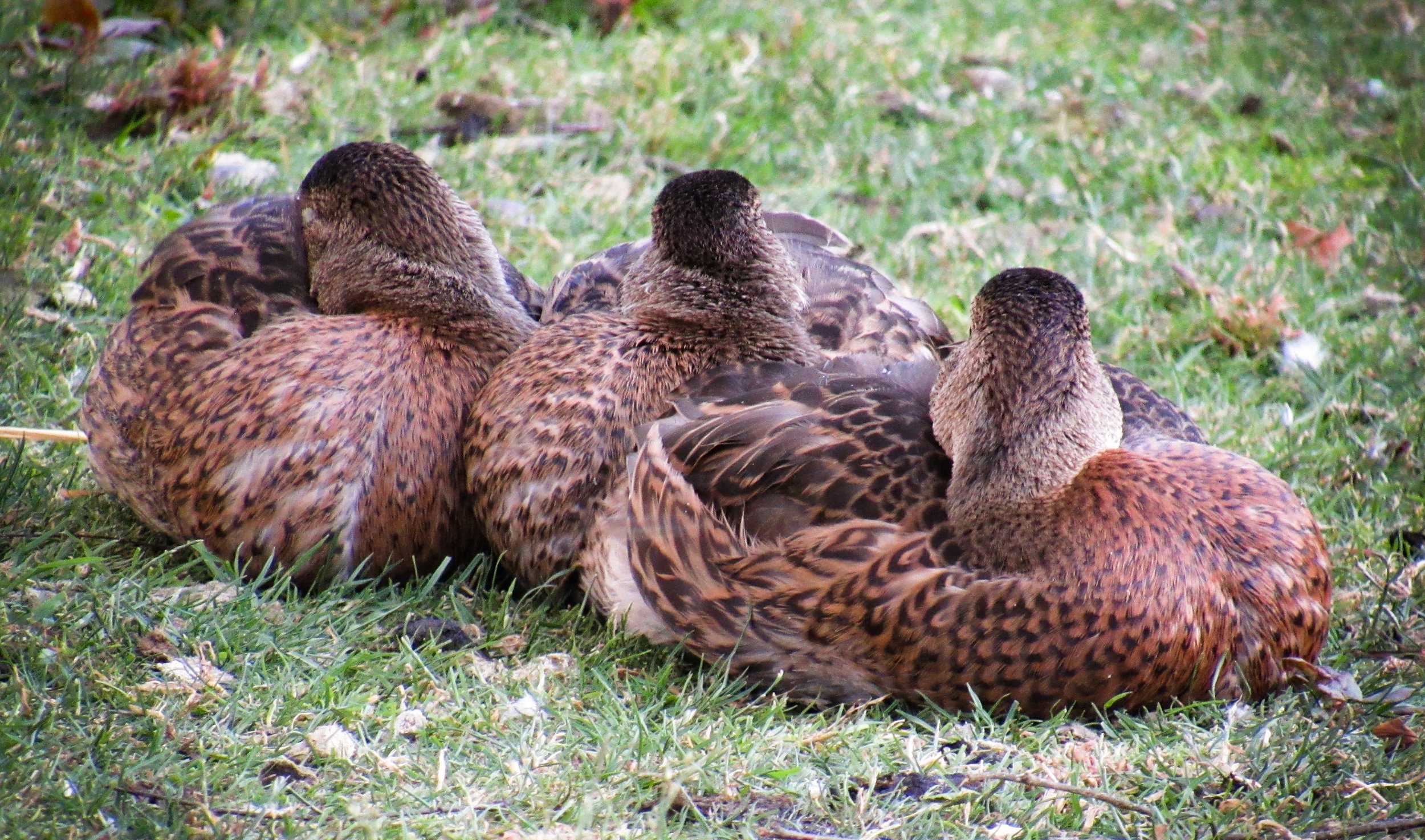 Mallard Ducks - Females