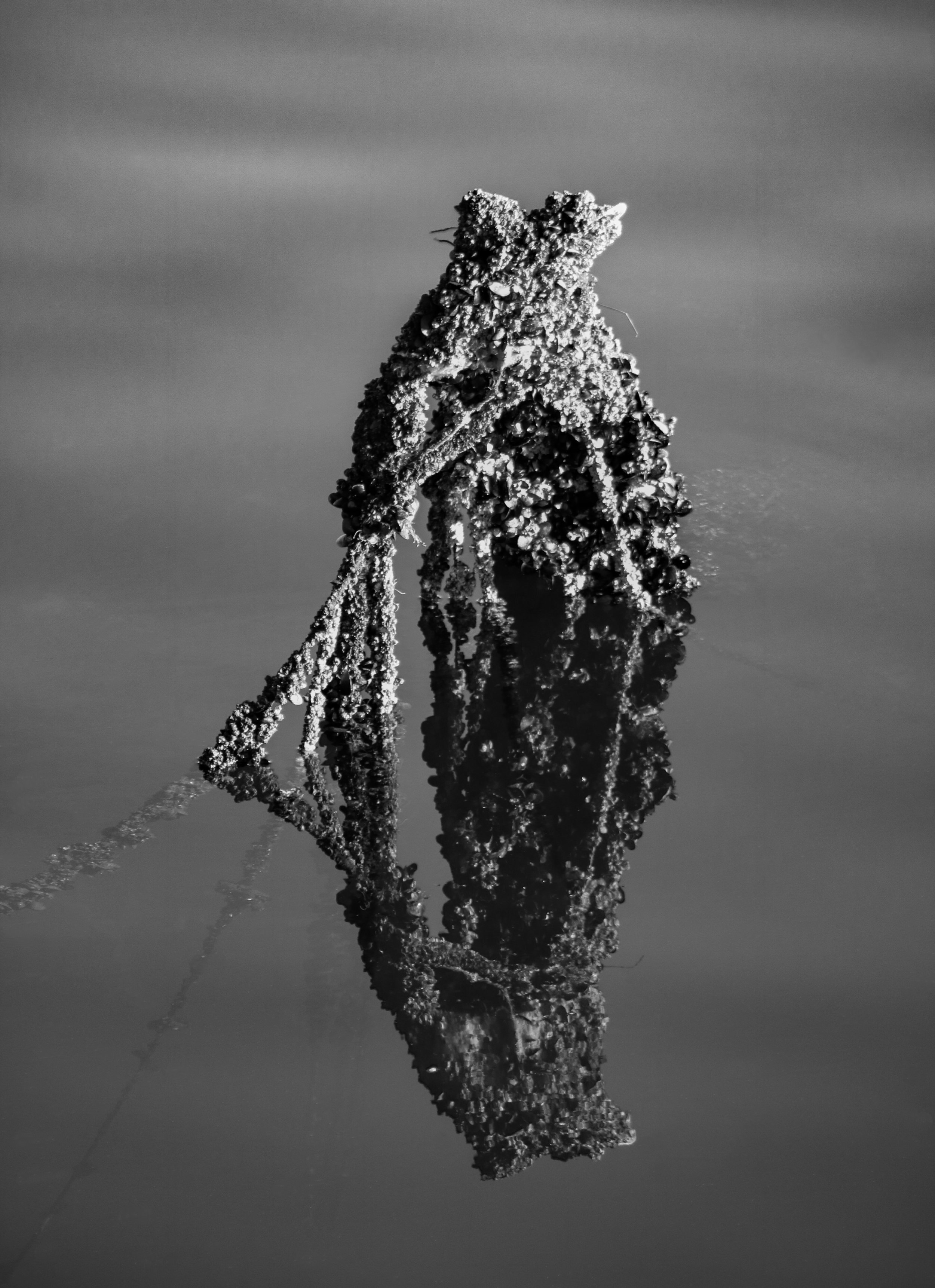Sunken Reflections