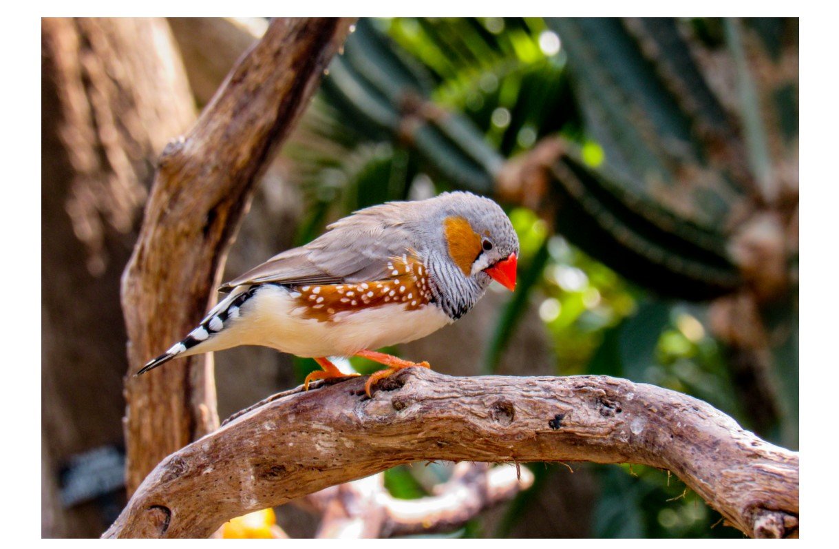 Zebra Finch - Card