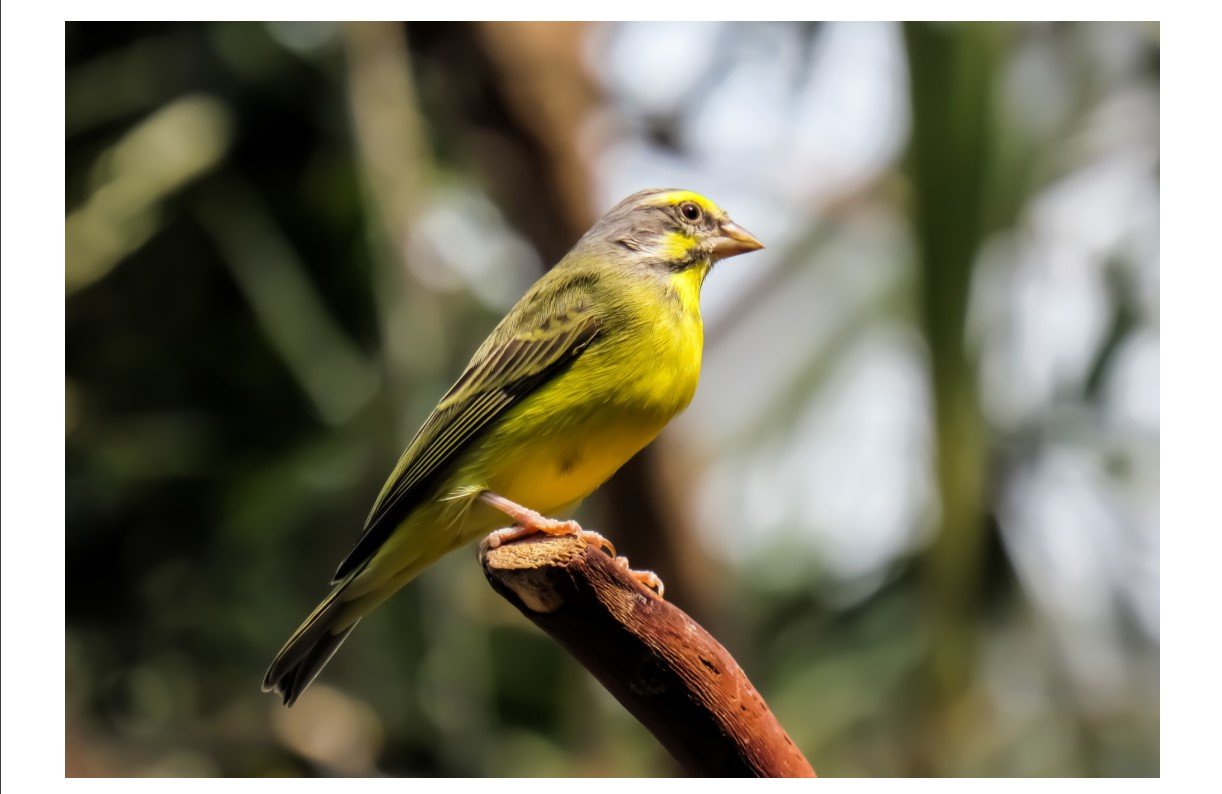 Yellow-Fronted Canary - Card