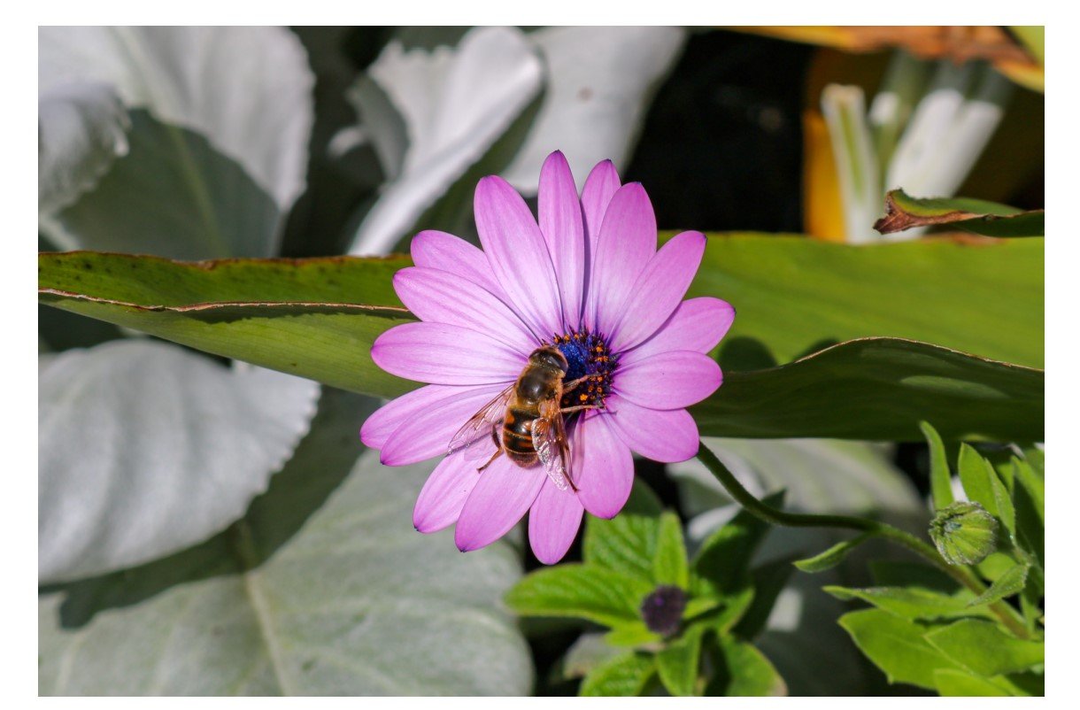 Western Honey Bee - Card