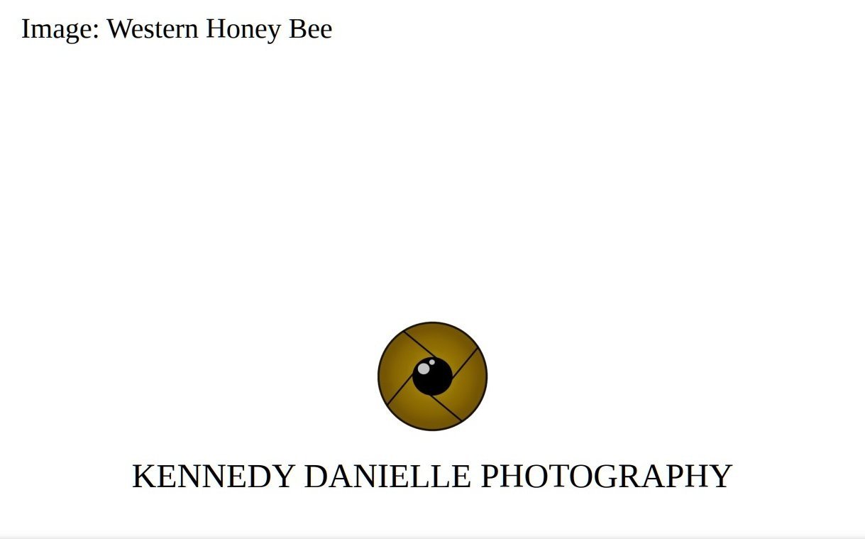 Western+Honey+Bee+%28Back%29.jpg