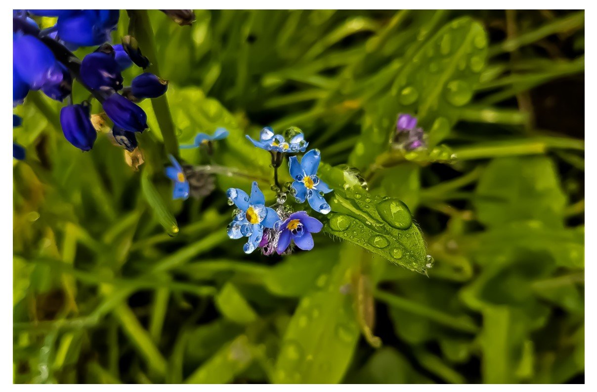 Water-Forget-Me-Not - Card
