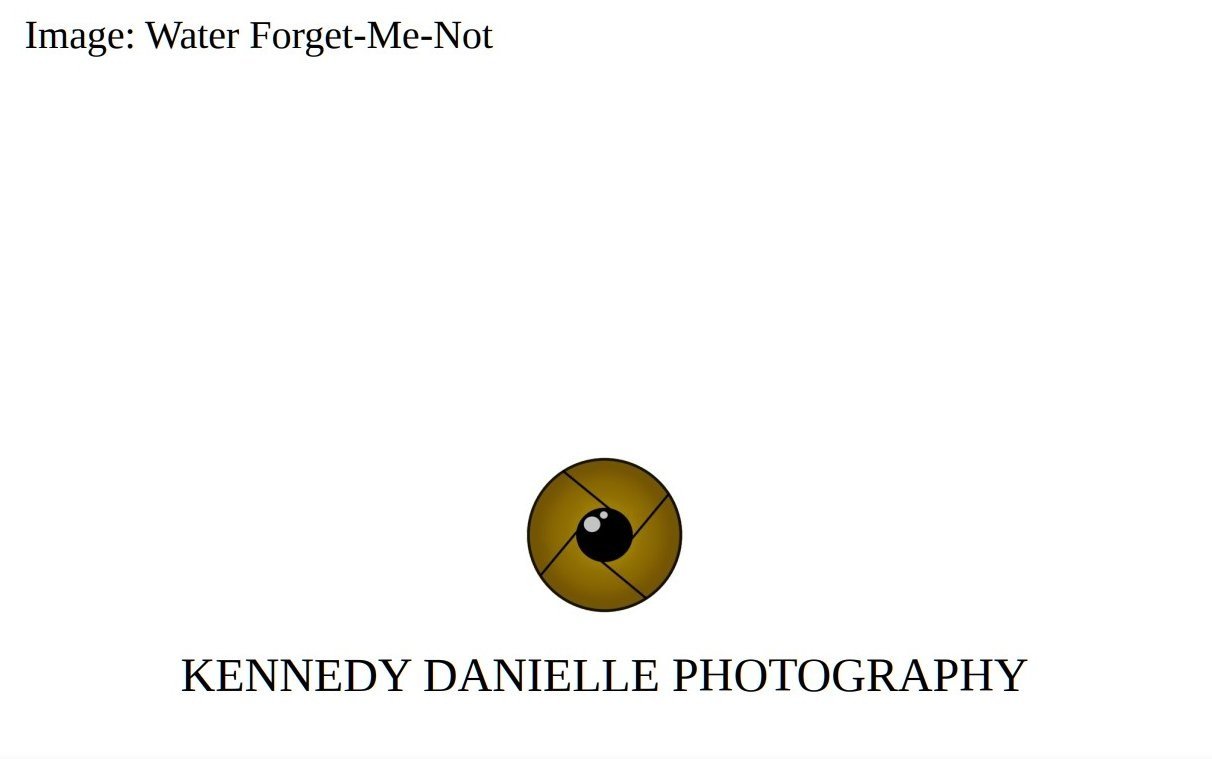 Water+Forget-Me-Not+%28Back%29.jpg