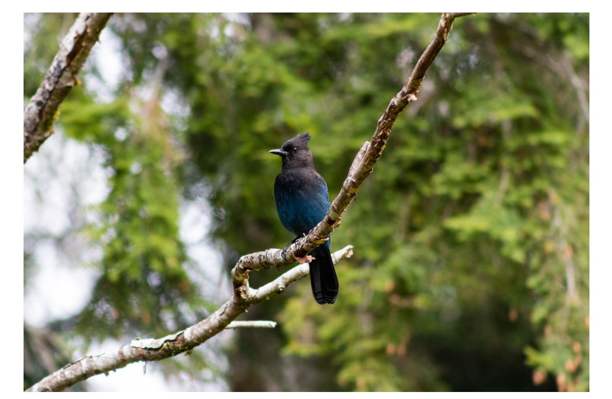 Steller's Jay - Card