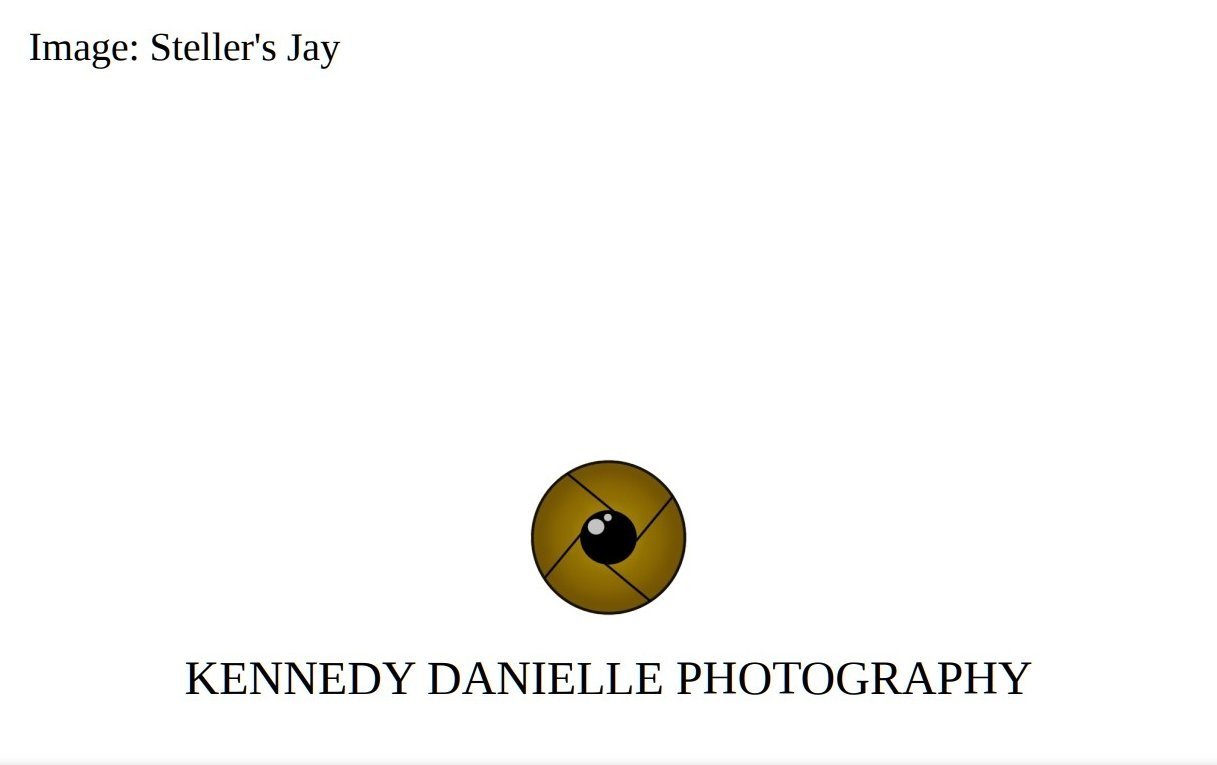 Steller%27s+Jay+%28Back%29.jpg