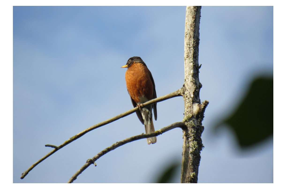 Robin - Card