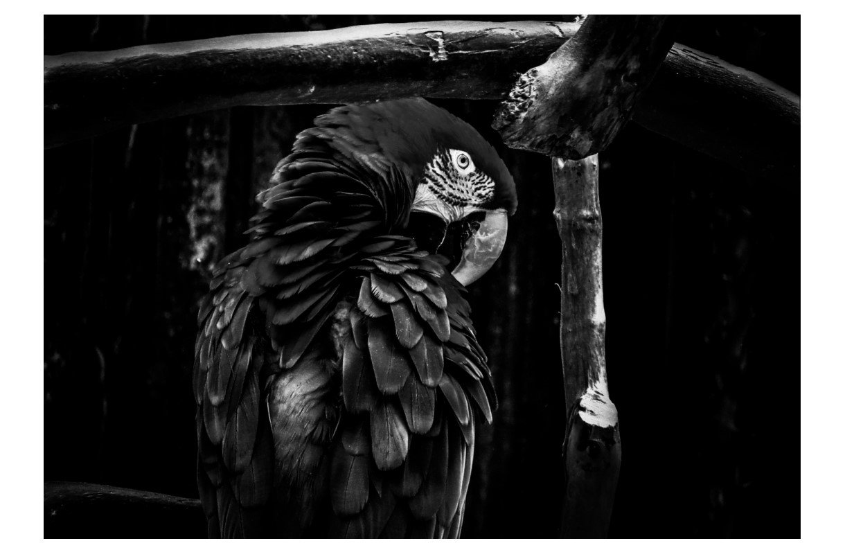 Red-and-Green Macaw - Card