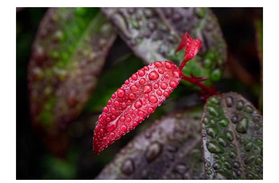 Red Tip Photinia - Card