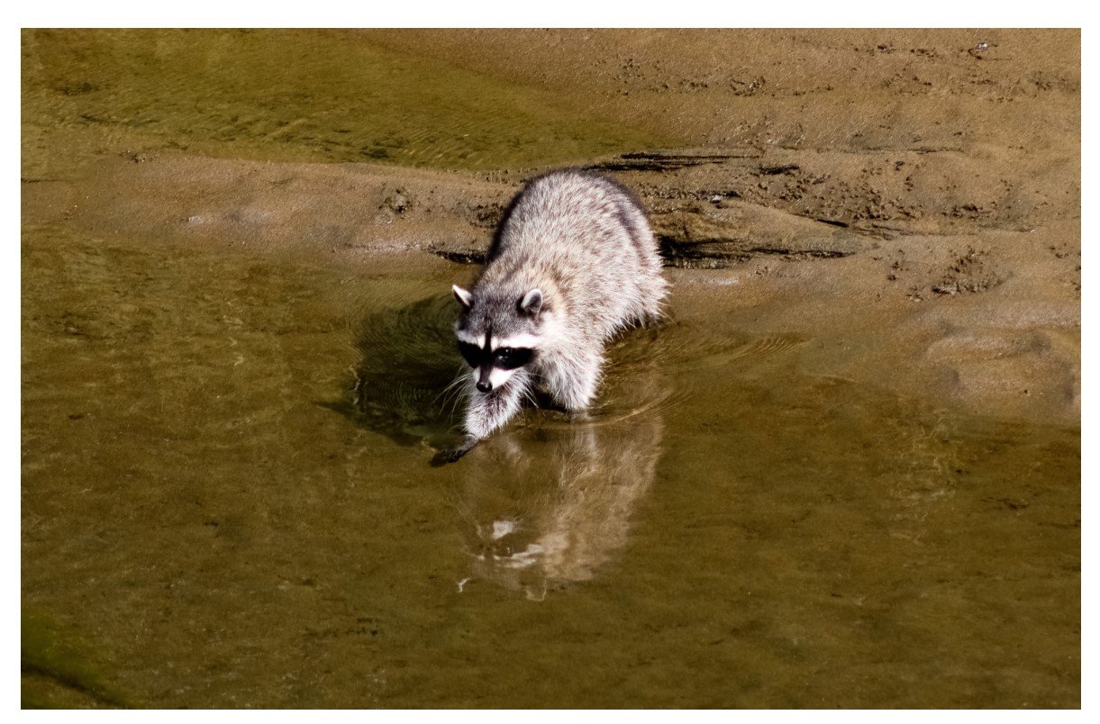 Raccoon - Card