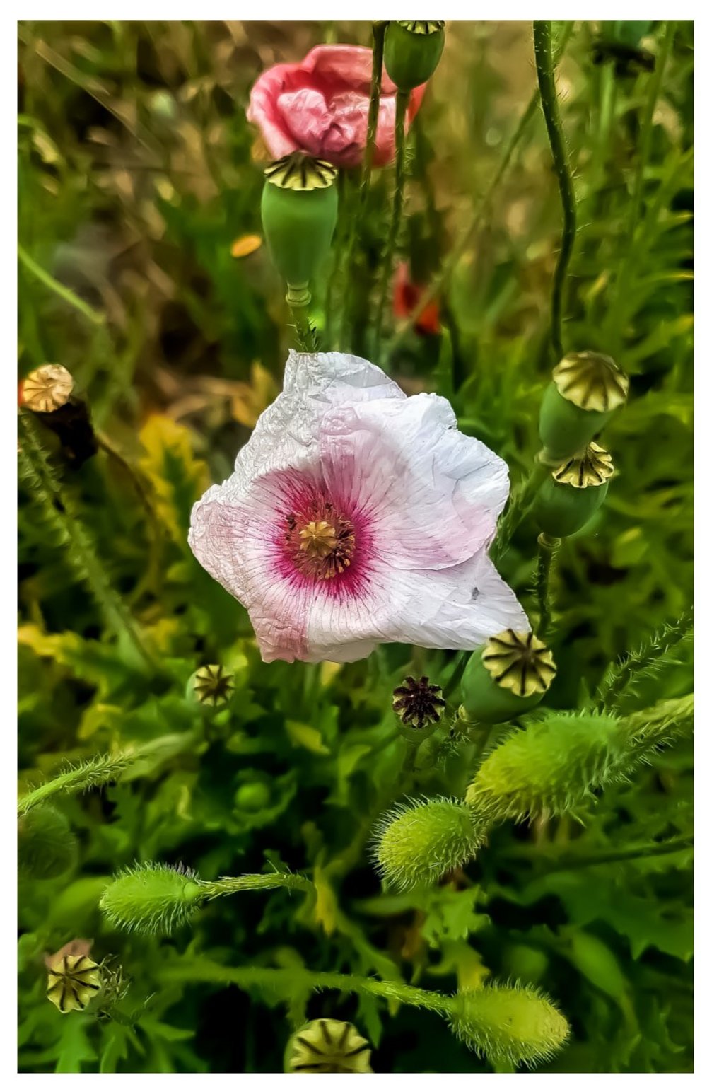 Poppy - Card