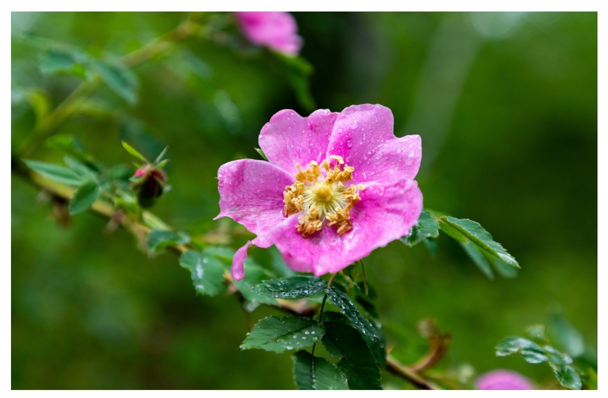 Nootka Rose - Card