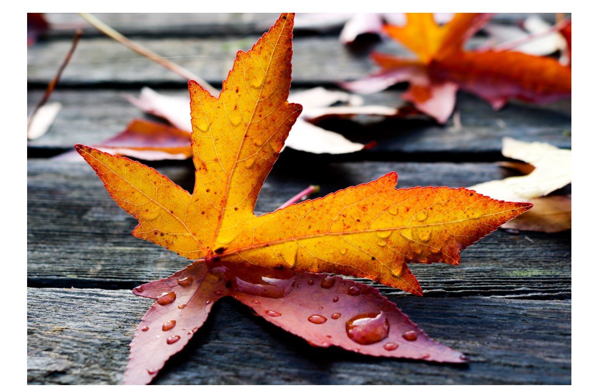 Maple Leaf - Card