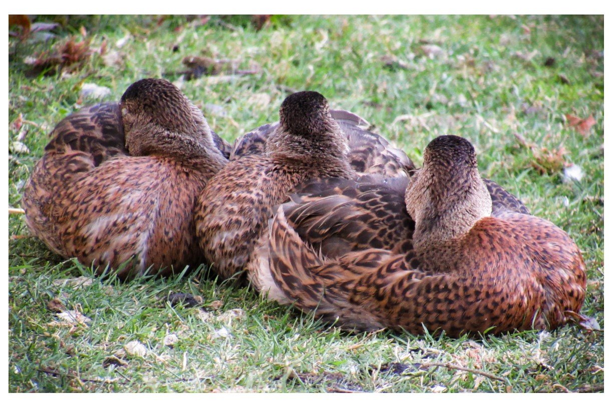 Mallard Ducks - Card