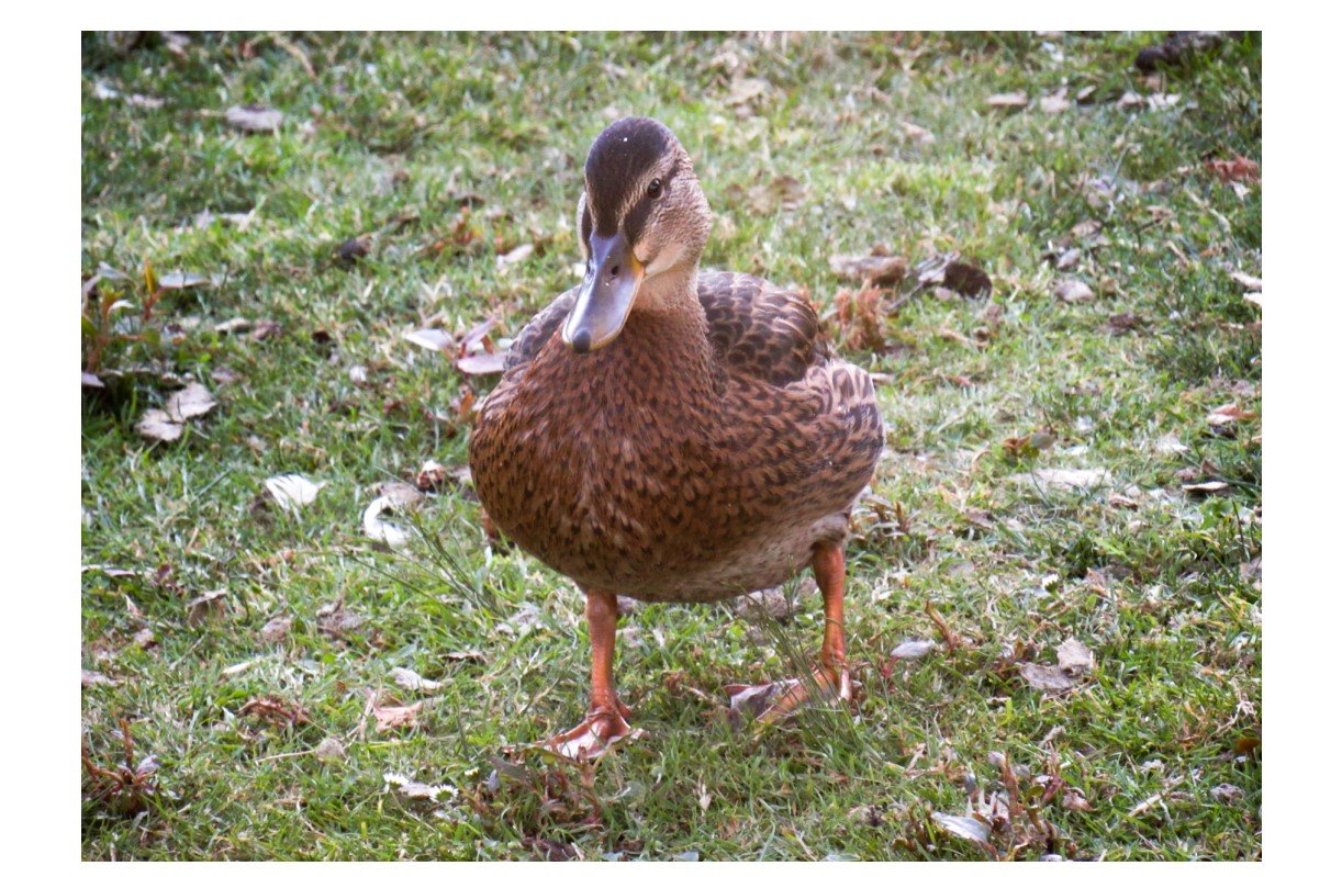 Mallard Duck - Card