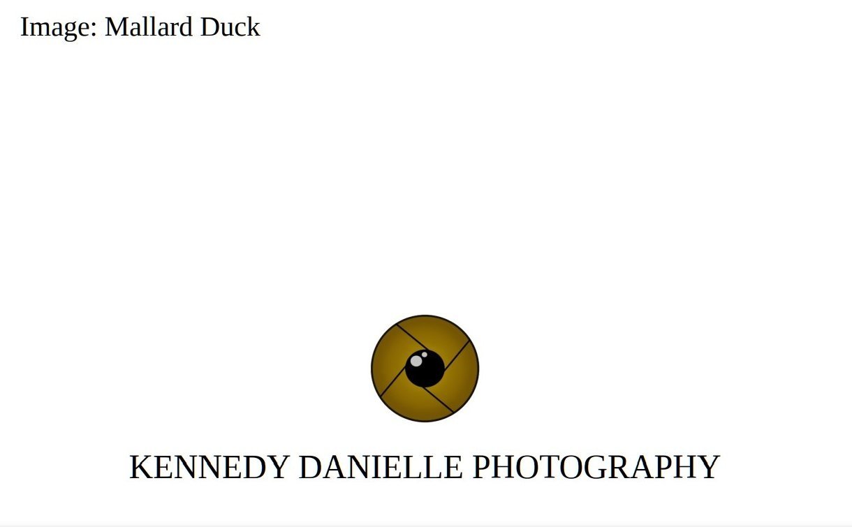 Mallard+Duck+3+%28Back%29.jpg