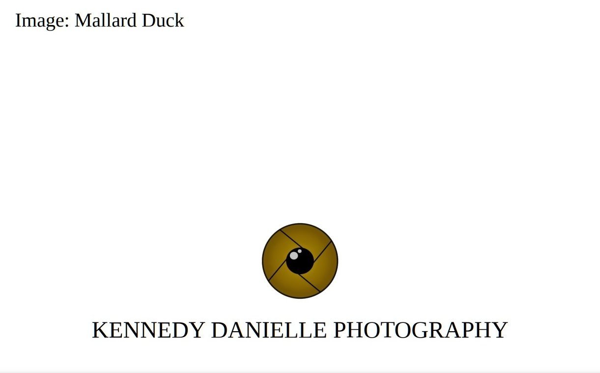Mallard+Duck+1+%28Back%29.jpg
