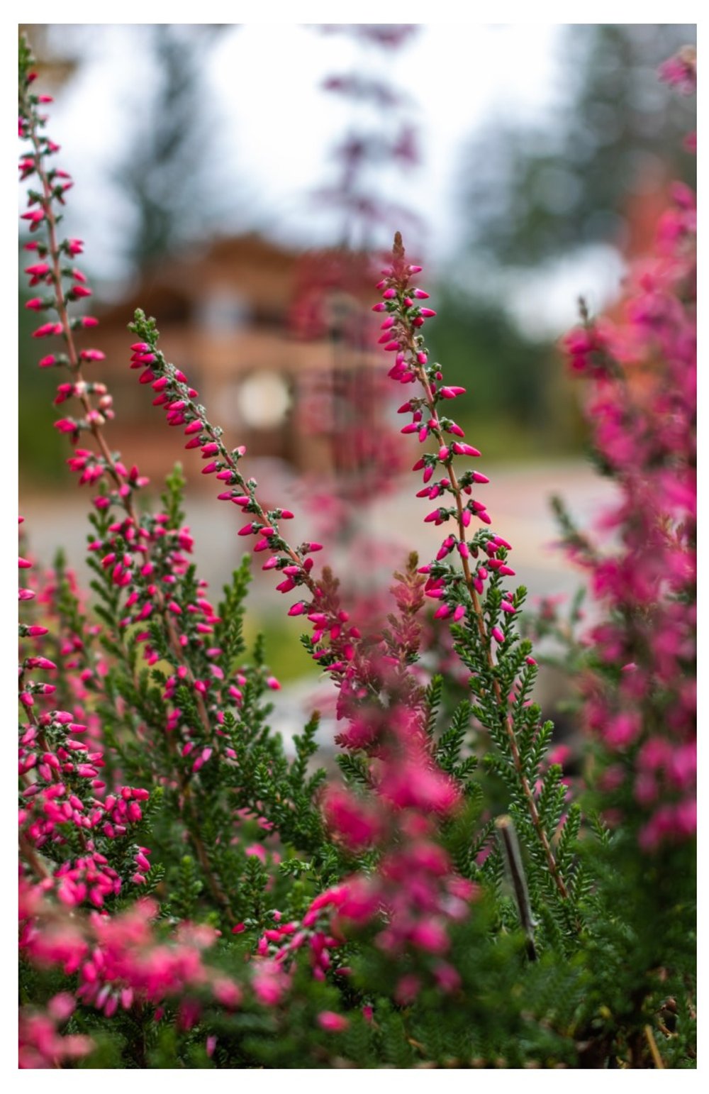 Heather - Card