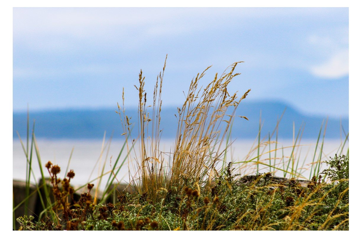 Goose Spit - Card