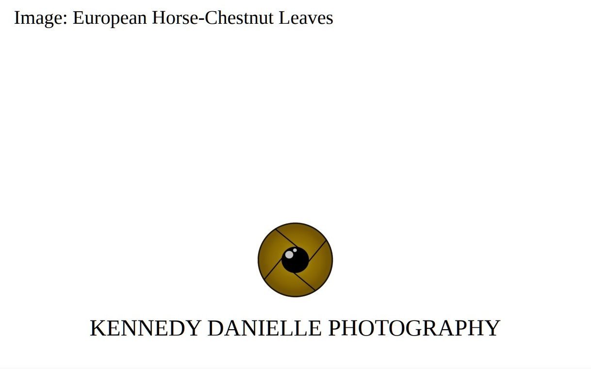 European+Horse-Chestnut+Leaves+%28Back%29.jpg