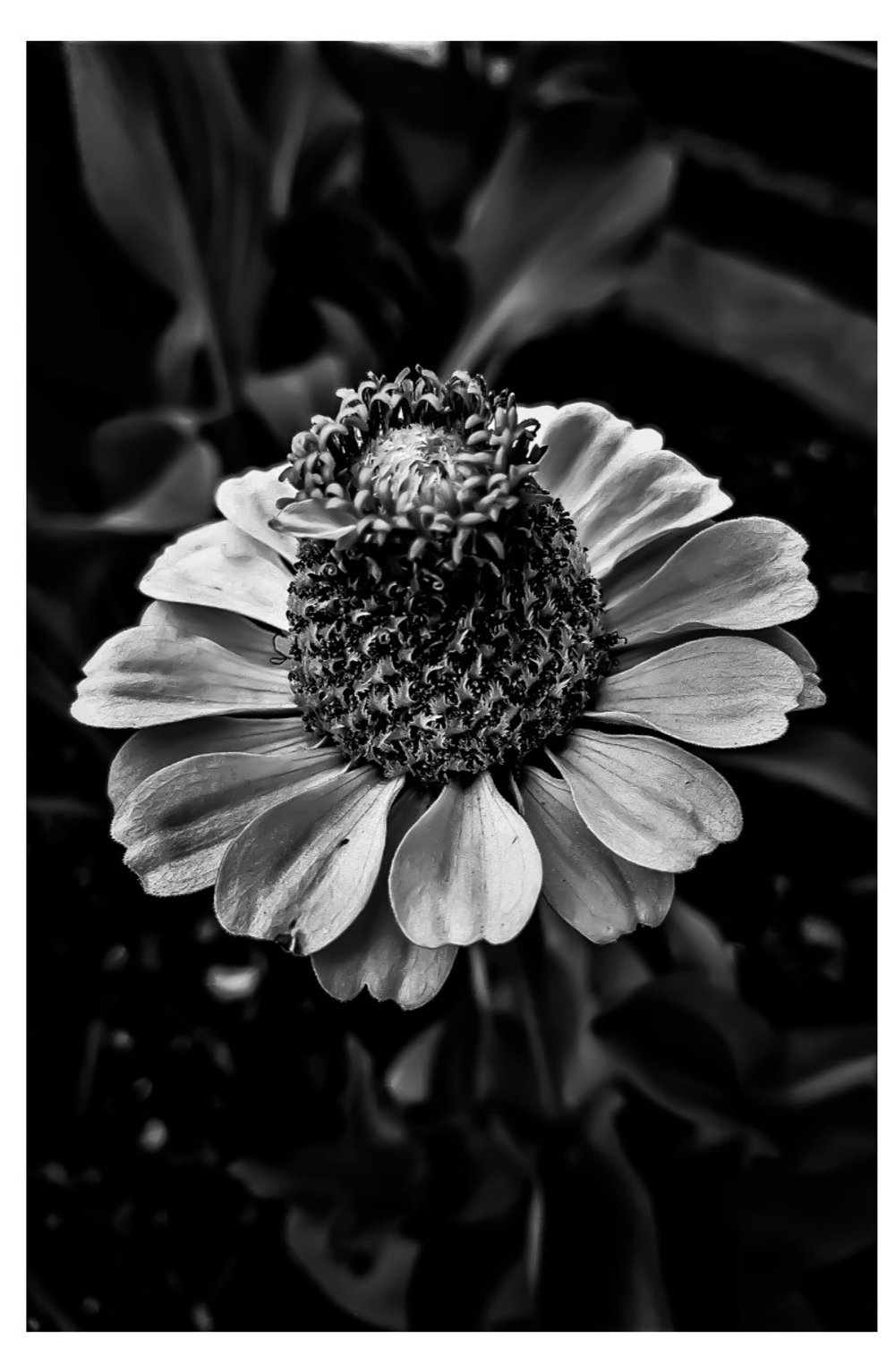 Common Zinnia - Card