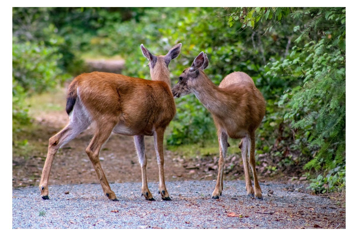 Columbian Black-Tailed Deer (Front).jpg