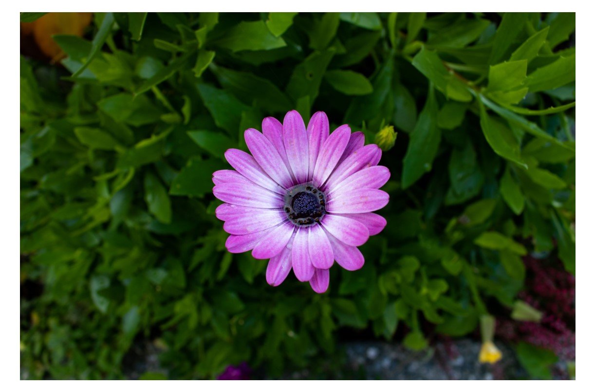 Cape Marguerite - Card