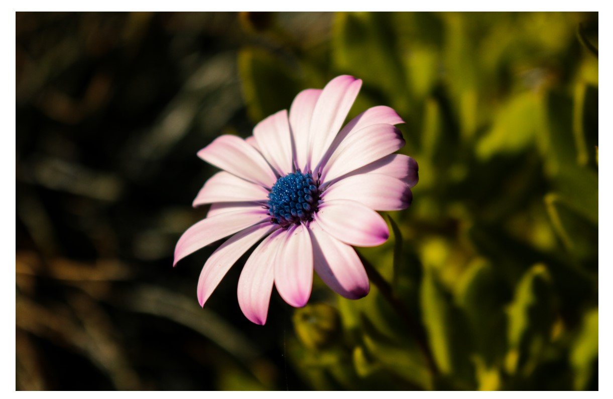 Cape Marguerite - Card