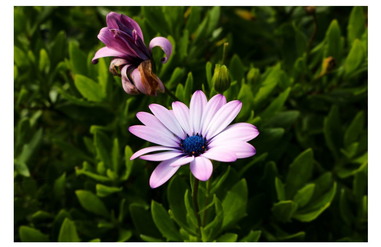Cape Marguerite - Card