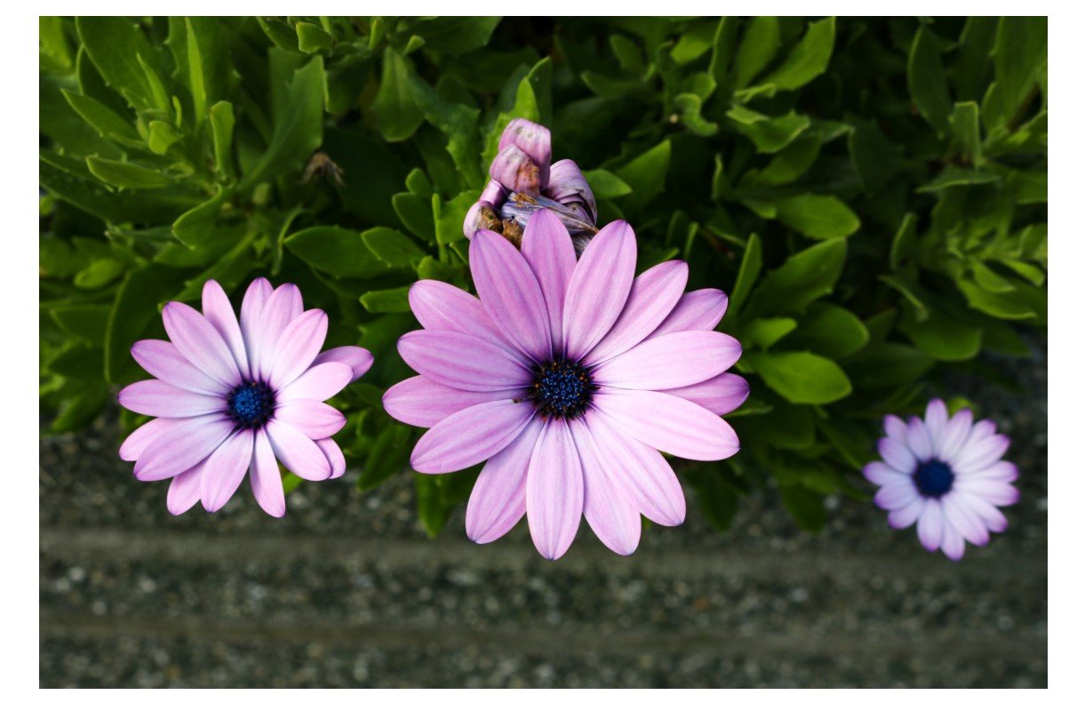 Cape Marguerite - Card