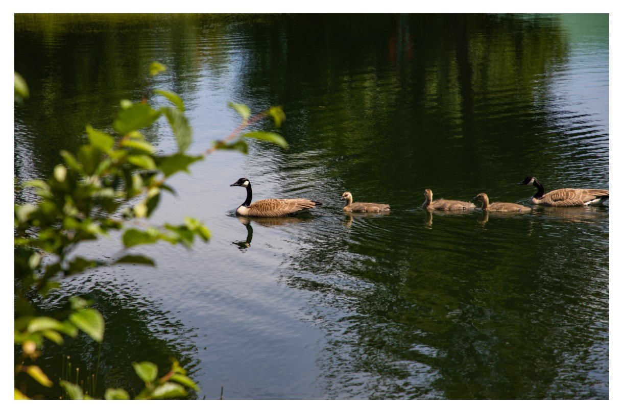 Canada Geese - Card