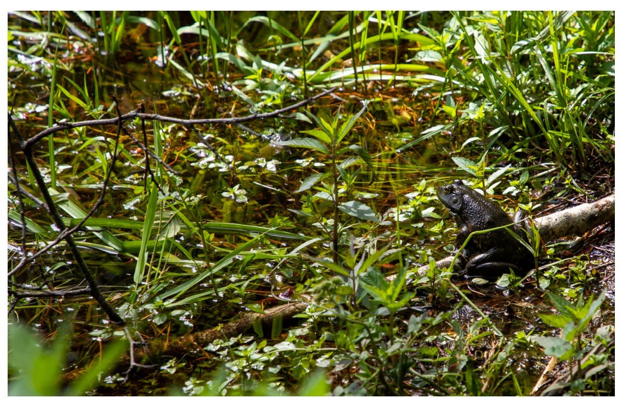 Bullfrog (Front).jpg