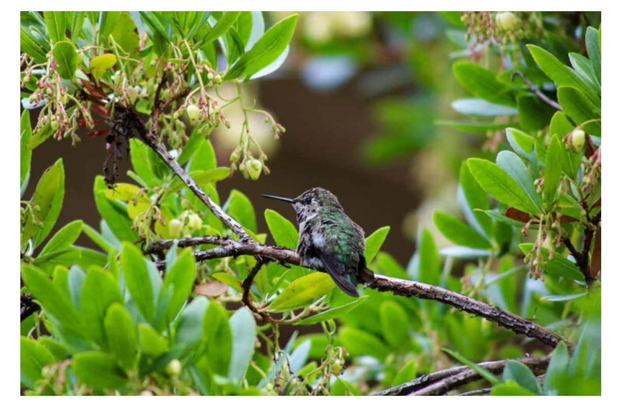 Anna's Hummingbird - Card