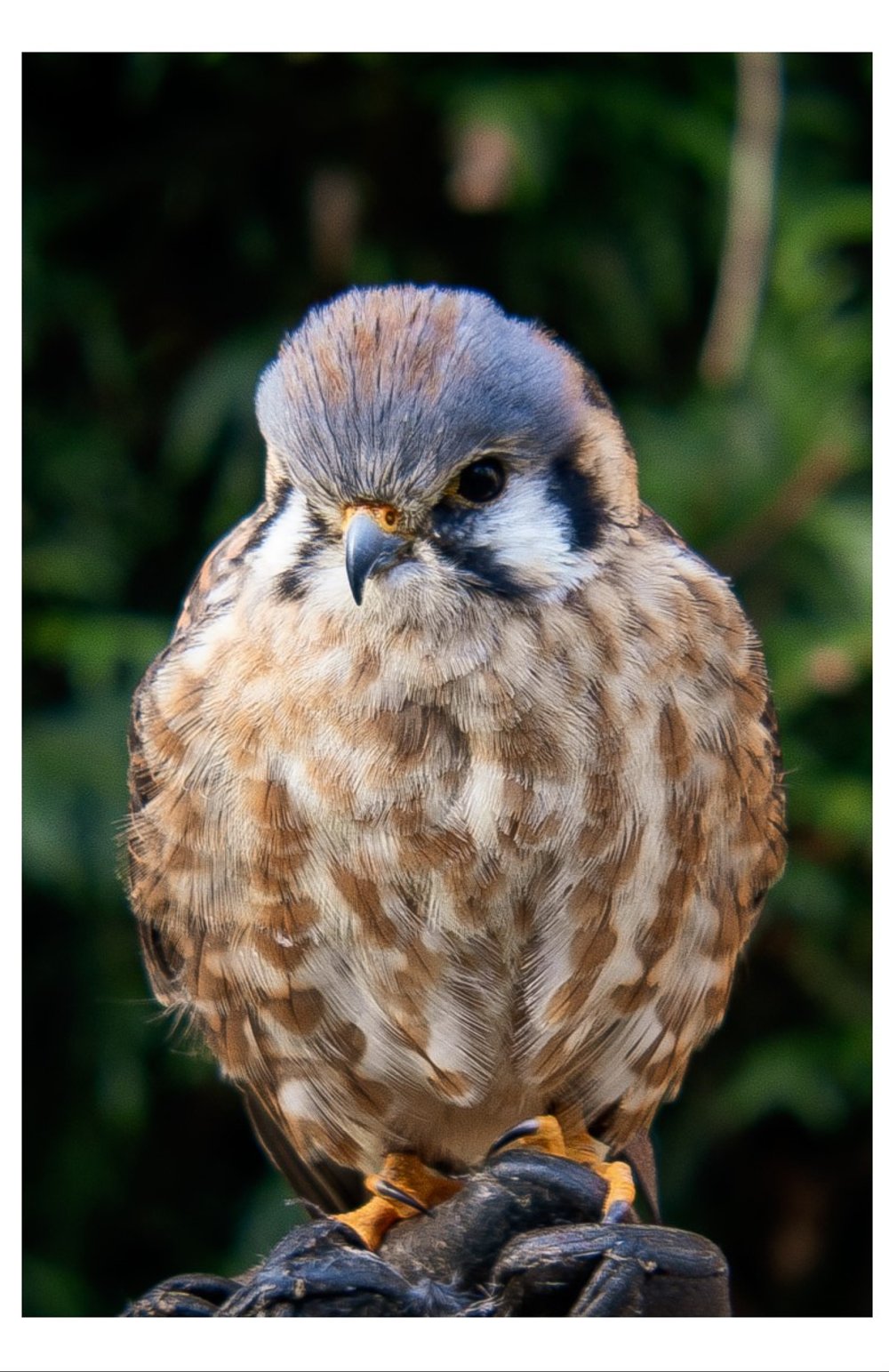 American Kestral (Front).jpg