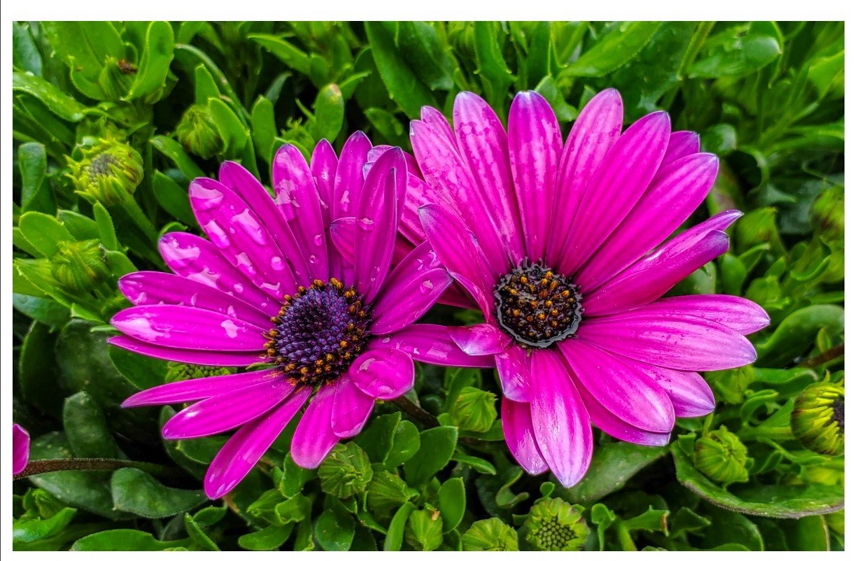African Daisies (Front).jpg